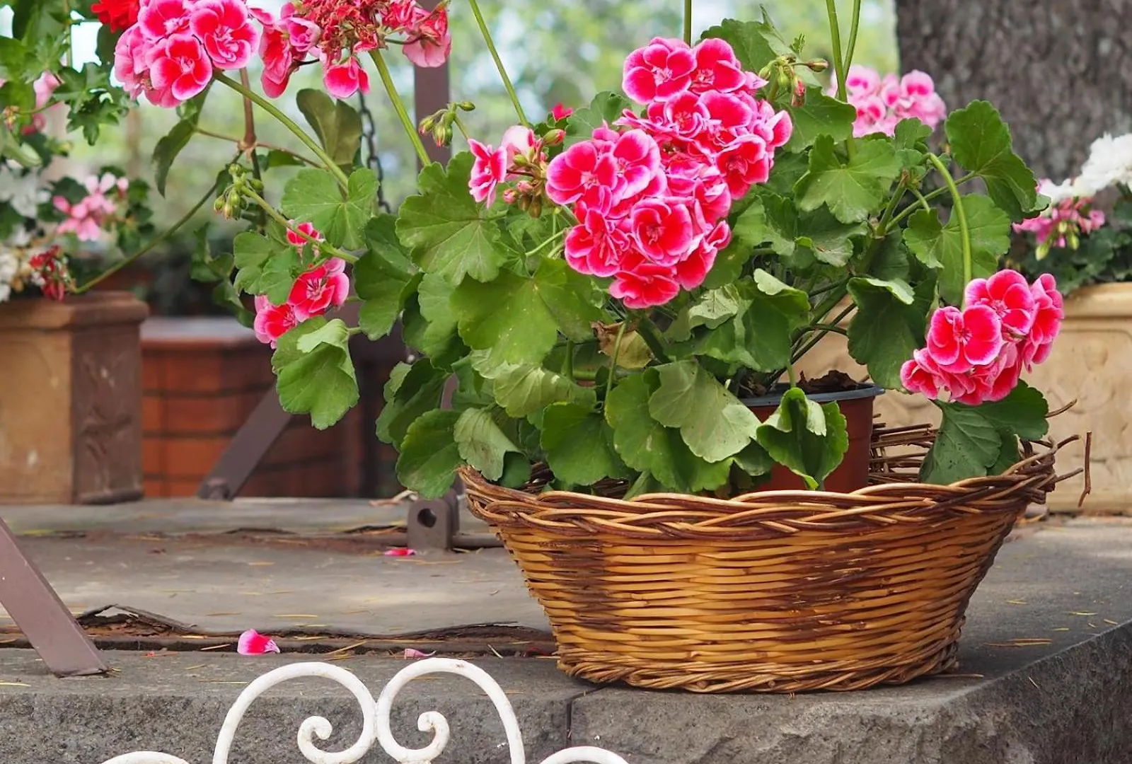 Villa Carolea Acireale Bed and Breakfast